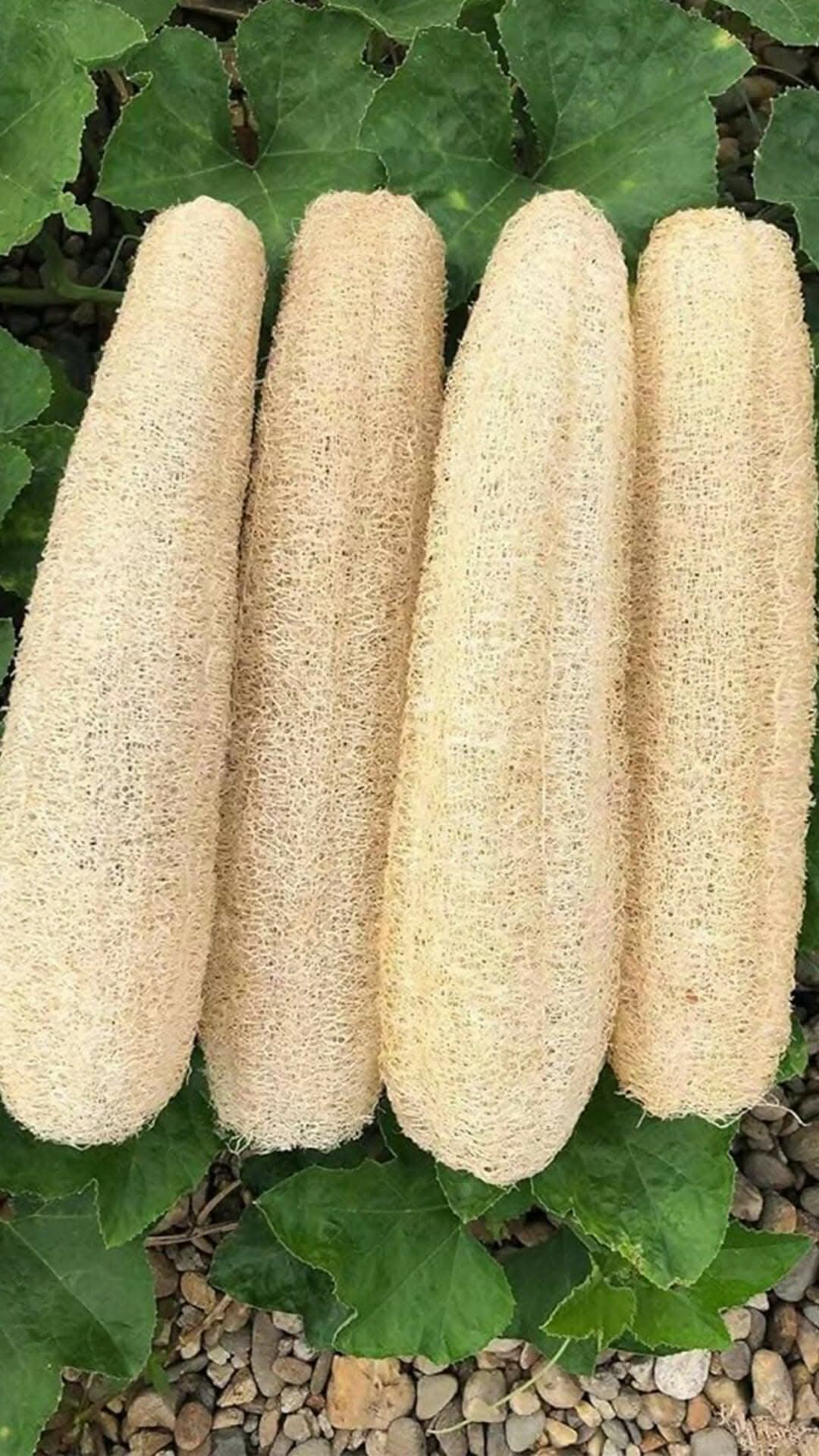 Oofah Sponge Scrubber Natural Organic body sponge loofah facial peel pades for Bath (pack 5) - Image 3